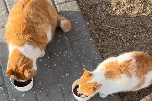 对猫咪饲喂肝脏的好处，能起到提升视力、提高食欲等作用