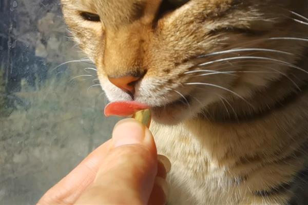 对猫咪饲喂肝脏的好处，能起到提升视力、提高食欲等作用