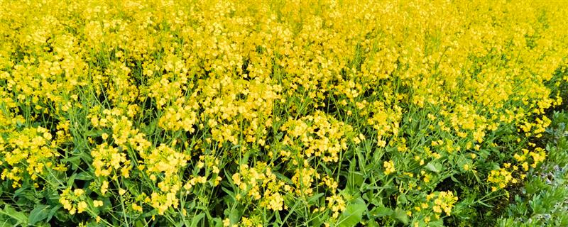 兴化油菜花的开放时间，花期通常为4-5月份