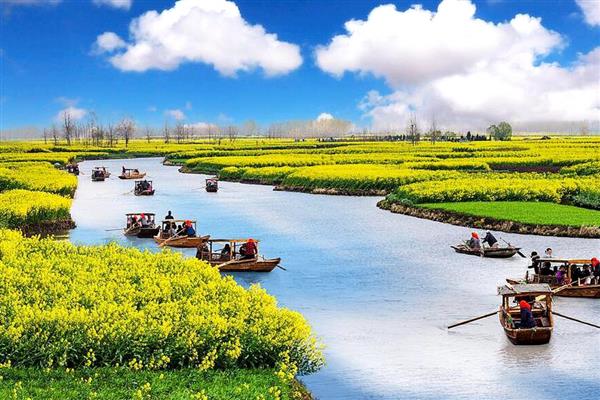 兴化油菜花的开放时间，花期通常为4-5月份