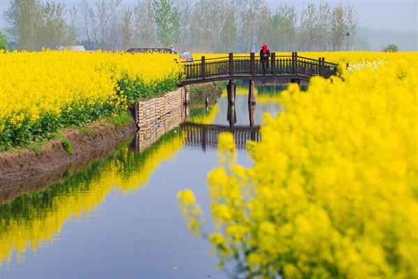 兴化油菜花的开放时间，花期通常为4-5月份