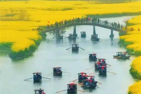 兴化油菜花的开放时间，花期通常为4-5月份