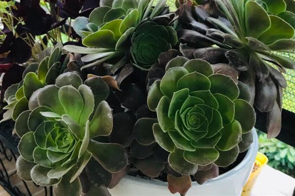 法师开花的原因是什么，是环境的温度、湿度适宜所致