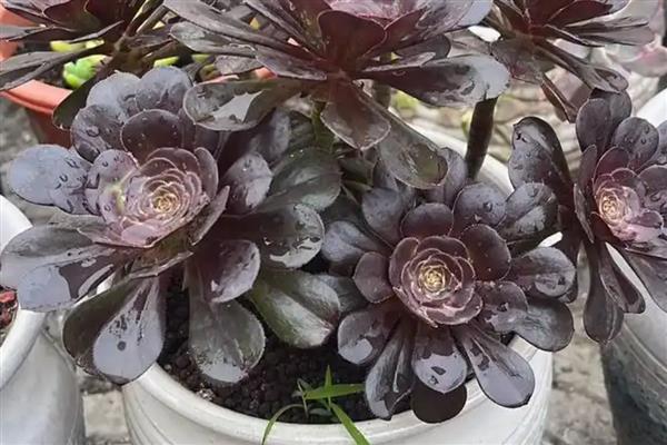 法师开花的原因是什么，是环境的温度、湿度适宜所致