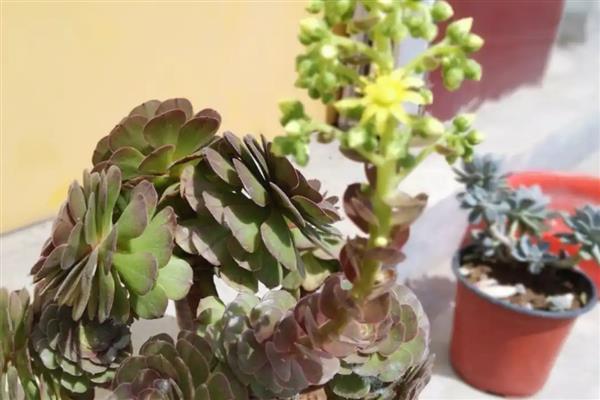 法师开花的原因是什么，是环境的温度、湿度适宜所致