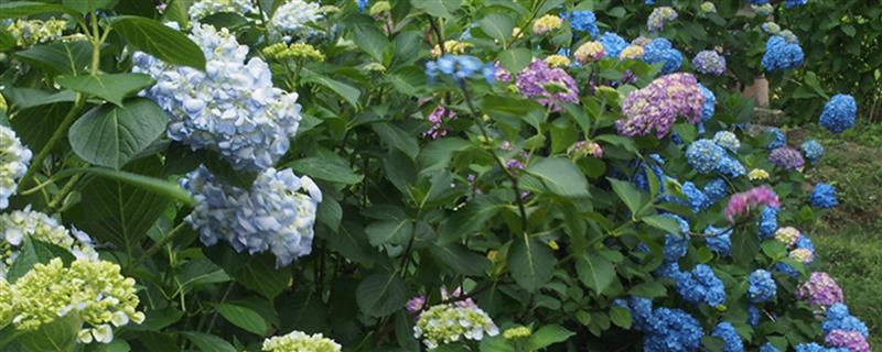 八仙花的花语，寓意希望、忠贞、永恒等
