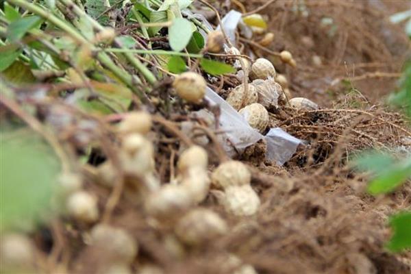 哪些农作物适合在立春种植，可选择南瓜、芹菜、大葱等品种