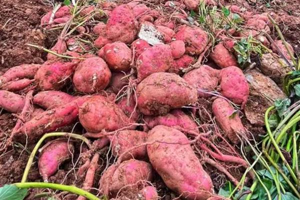 哪些农作物适合在立春种植，可选择南瓜、芹菜、大葱等品种