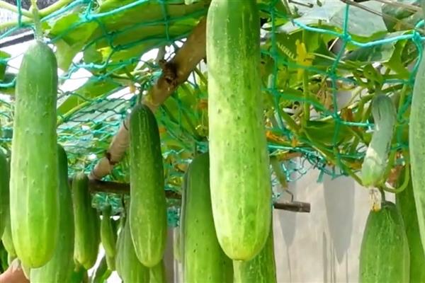 哪些农作物适合在立春种植，可选择南瓜、芹菜、大葱等品种