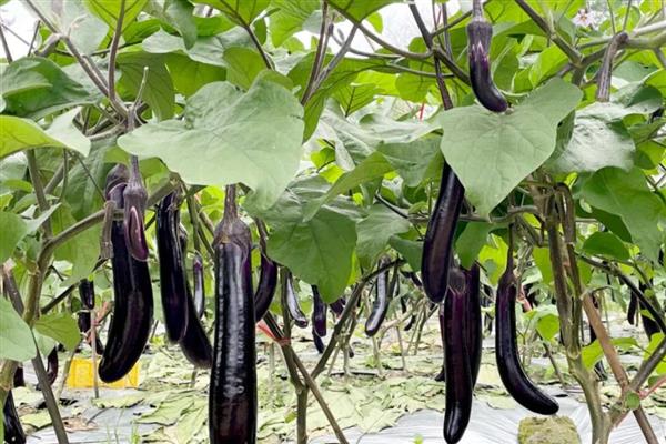 哪些农作物适合在立春种植，可选择南瓜、芹菜、大葱等品种