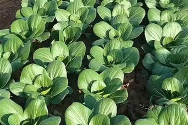 哪些农作物适合在立春种植，可选择南瓜、芹菜、大葱等品种