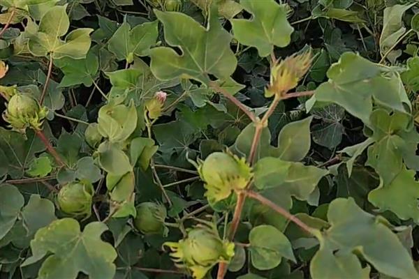 哪些农作物适合在立春种植，可选择南瓜、芹菜、大葱等品种