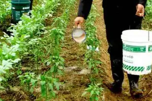 微生物肥料的长期使用能修复被污染的土壤吗，这个说法是正确的