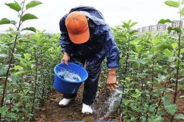 微生物肥料的长期使用能修复被污染的土壤吗，这个说法是正确的
