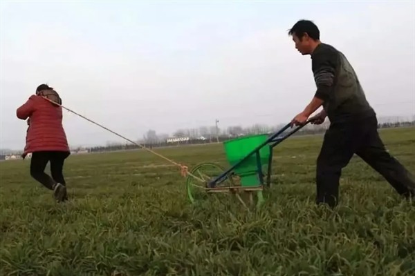 一亩地产几斤小麦，根据地区和管理方式而定