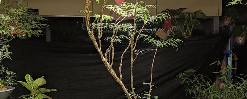 如何栽培十大功劳下山桩，养殖期间每隔一周浇一次水