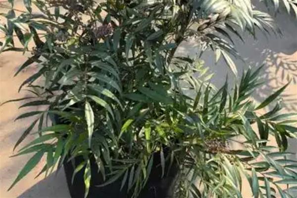 如何栽培十大功劳下山桩，养殖期间每隔一周浇一次水