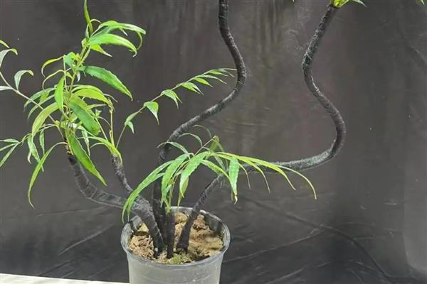 如何栽培十大功劳下山桩，养殖期间每隔一周浇一次水