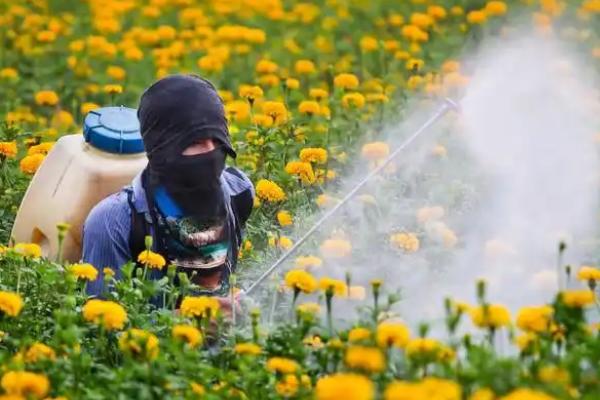 怎么对万寿菊施肥，将氮肥、有机肥作为基肥施入