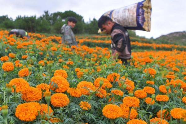 怎么对万寿菊施肥，将氮肥、有机肥作为基肥施入