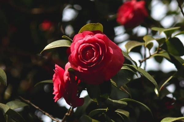 黑色山茶花有什么花语，代表谦虚谦让、高傲孤洁等含义