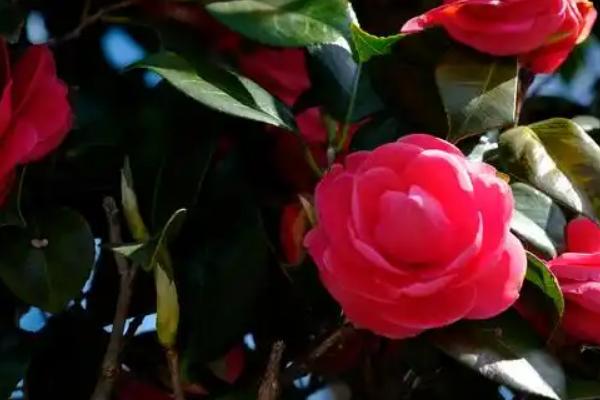 黑色山茶花有什么花语，代表谦虚谦让、高傲孤洁等含义