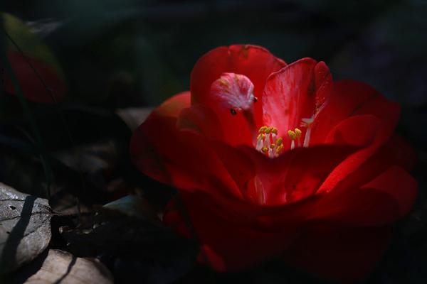 黑色山茶花有什么花语，代表谦虚谦让、高傲孤洁等含义