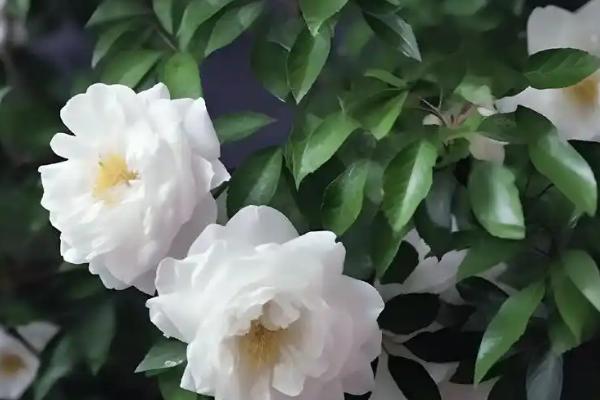 黑色山茶花有什么花语，代表谦虚谦让、高傲孤洁等含义