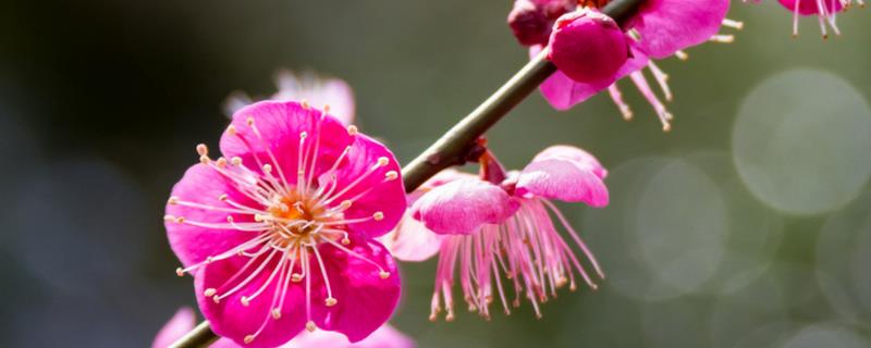梅花的其它叫法，具有腊梅、白梅、春梅等别称