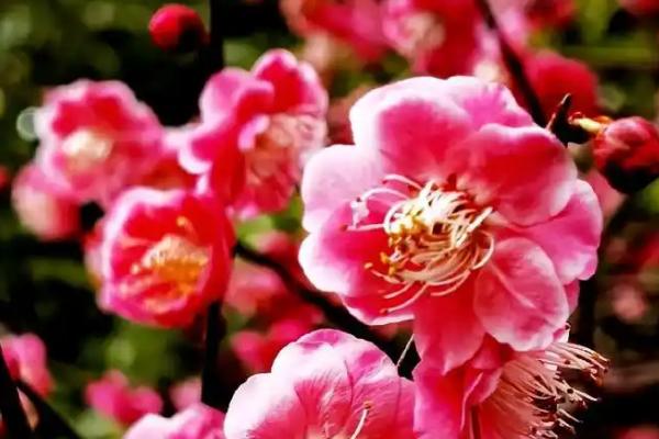 梅花的其它叫法，具有腊梅、白梅、春梅等别称