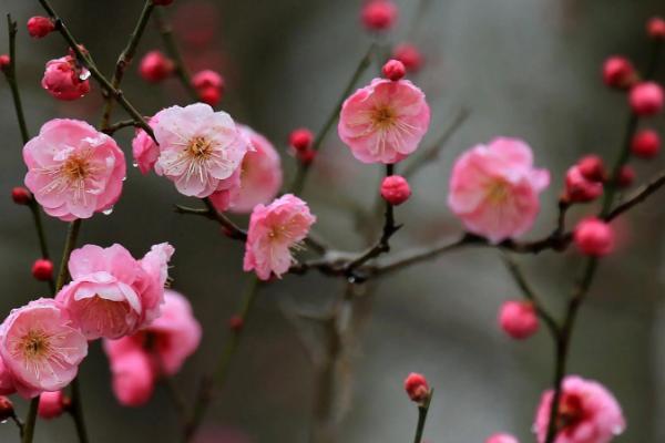梅花的其它叫法，具有腊梅、白梅、春梅等别称
