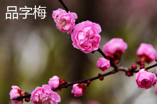 梅花的其它叫法，具有腊梅、白梅、春梅等别称