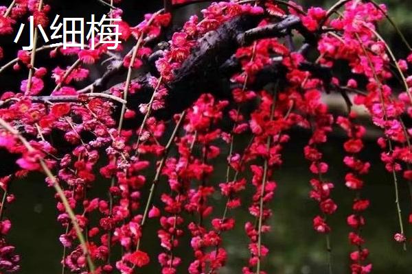 梅花的其它叫法，具有腊梅、白梅、春梅等别称