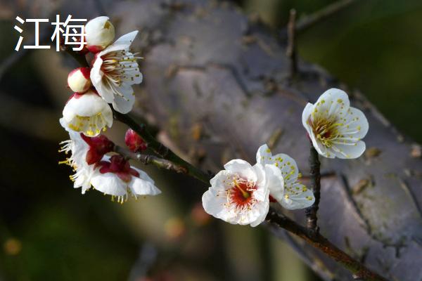 梅花的其它叫法，具有腊梅、白梅、春梅等别称
