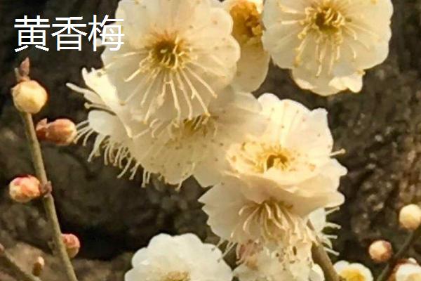 梅花的其它叫法，具有腊梅、白梅、春梅等别称