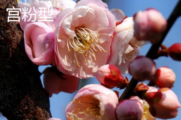 梅花的其它叫法，具有腊梅、白梅、春梅等别称