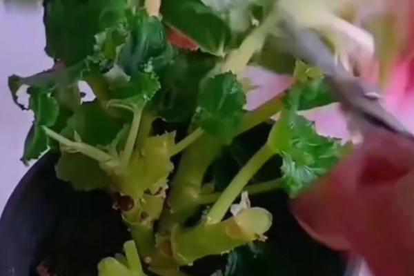 大花海棠的养殖方法，适合生长在温暖的环境中