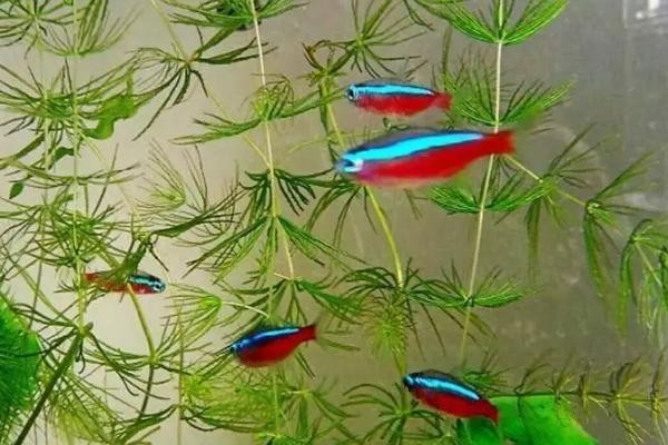 宝莲灯鱼水温30度可以吗，可以但需要打氧