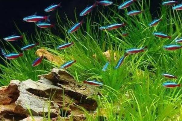 宝莲灯鱼水温30度可以吗，可以但需要打氧
