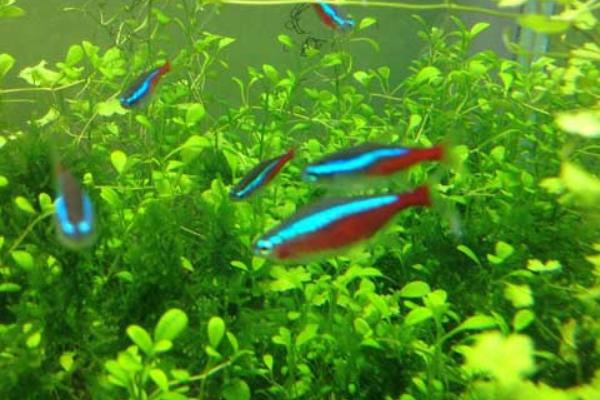 宝莲灯鱼水温30度可以吗，可以但需要打氧