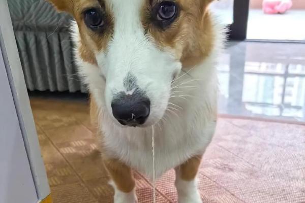 狗呕吐的主要原因，可能是食物刺激所致