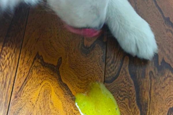 狗呕吐的主要原因，可能是食物刺激所致