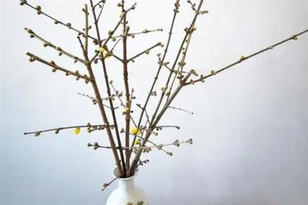 干枝梅怎么水培，每隔3天换一次水