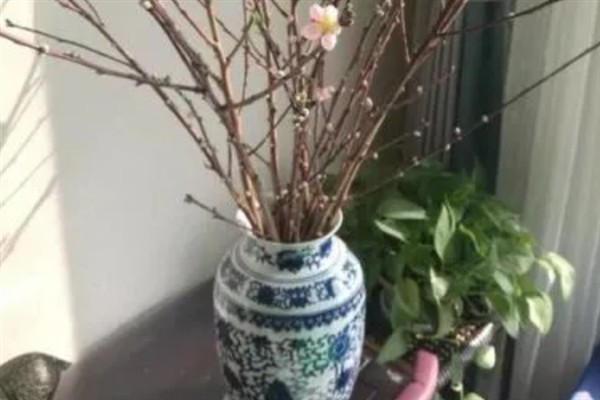 干枝梅怎么水培，每隔3天换一次水