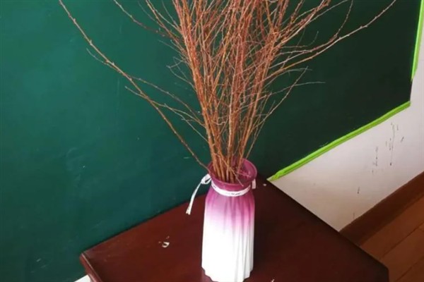 干枝梅怎么水培，每隔3天换一次水