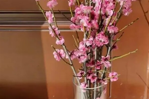 干枝梅怎么水培，每隔3天换一次水