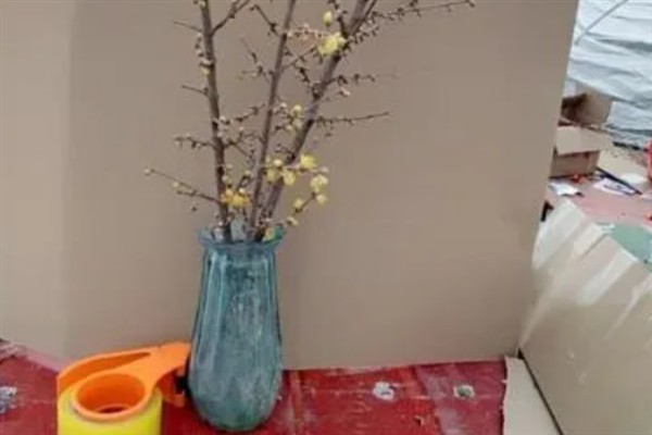 干枝梅怎么水培，每隔3天换一次水