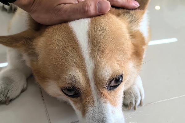 狗呕吐的主要原因，可能是食物刺激所致