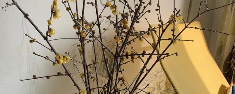 干枝梅怎么水培,每隔3天换一次水