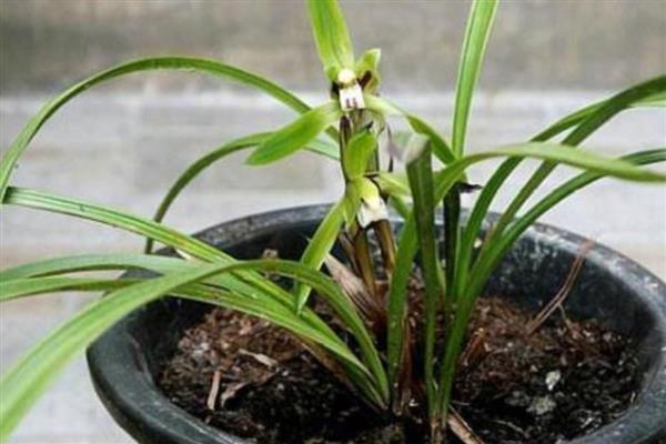 夏季兰花的养护管理要点，夏天要注意遮光处理